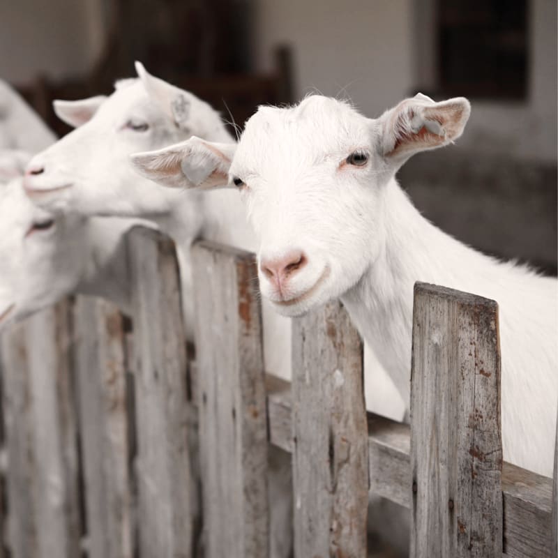 Quality Care for Goats & Pigs