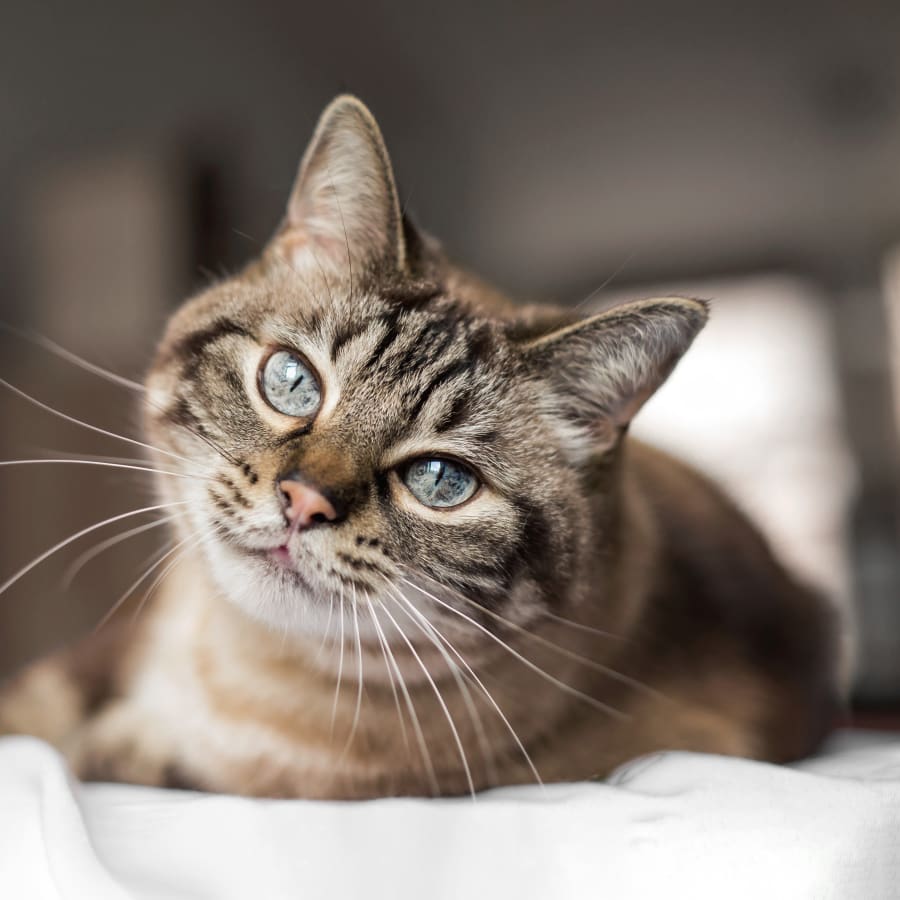 Alternative Therapies for Pets in Cave Creek, Pet Alternative Medicine