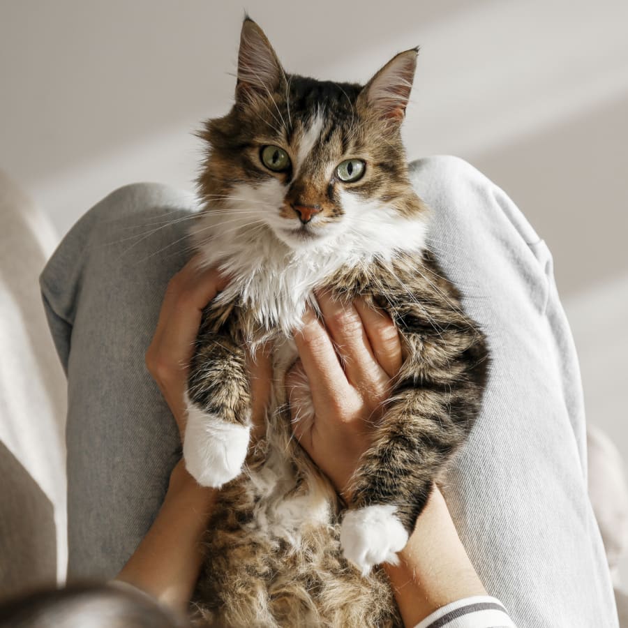 Dog & Cat Bathing & Grooming, Cave Creek Grooming Dog & Cat