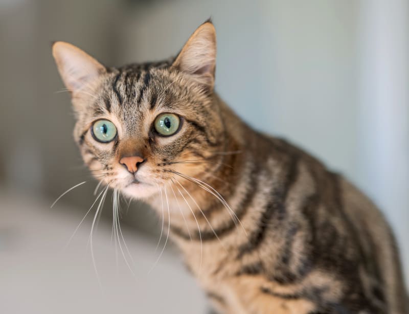 cat at animal hospital