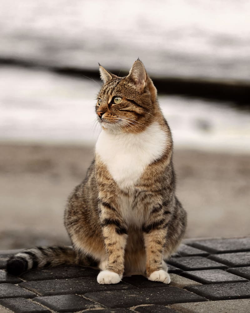 cat at animal hospital