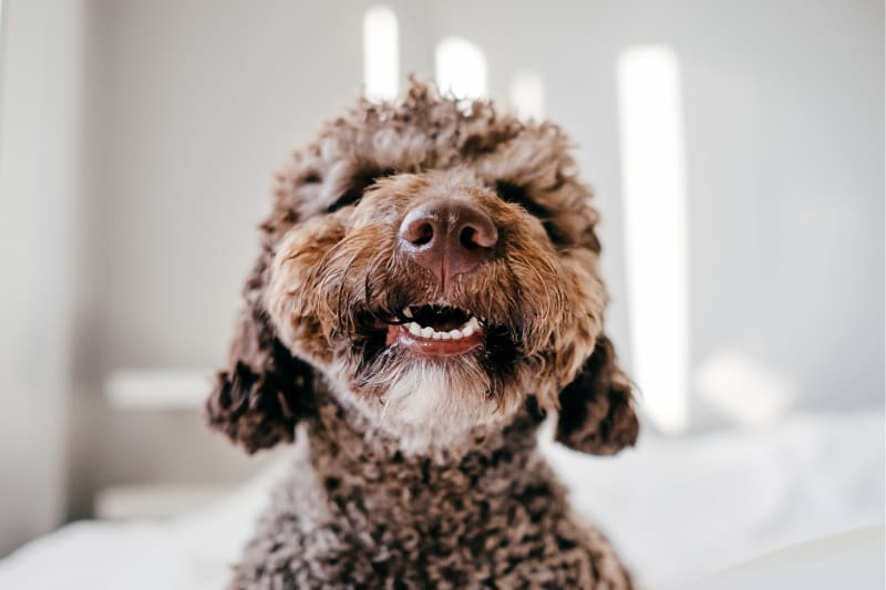 Senior Care for Dogs at Animal Health Services of Cave Creek