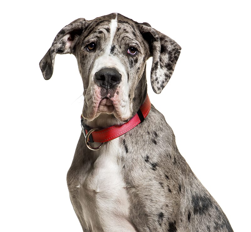 Giant Dogs, Animal Health Services of Cave Creek